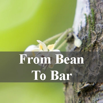 from bean to bar