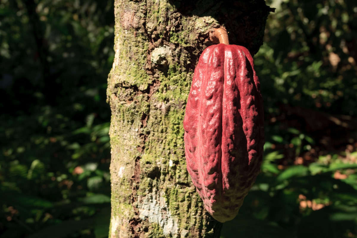 Where Does Chocolate Come From? | Chocolates El Rey